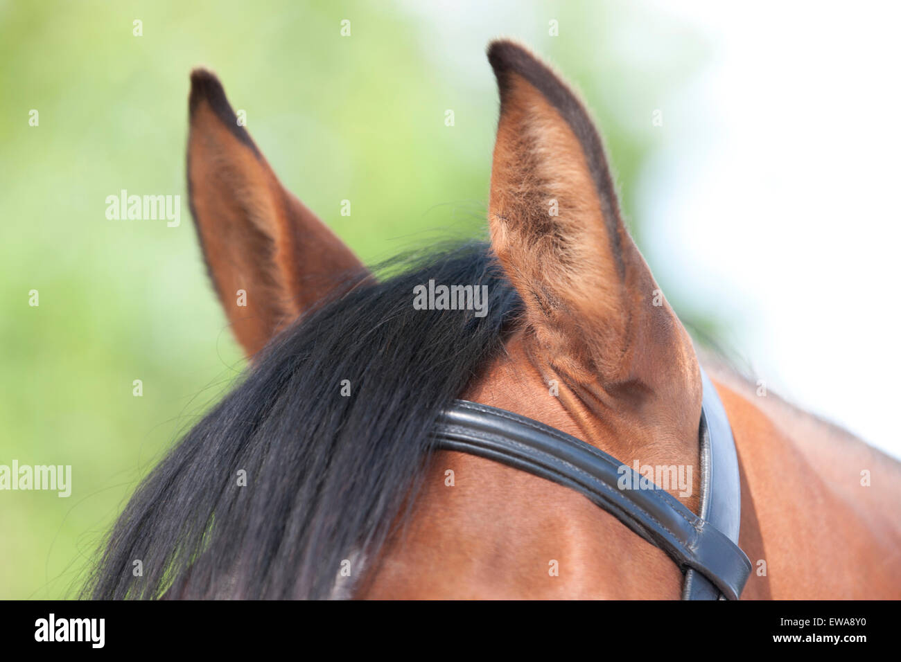 The ears of a horse Stock Photo Alamy