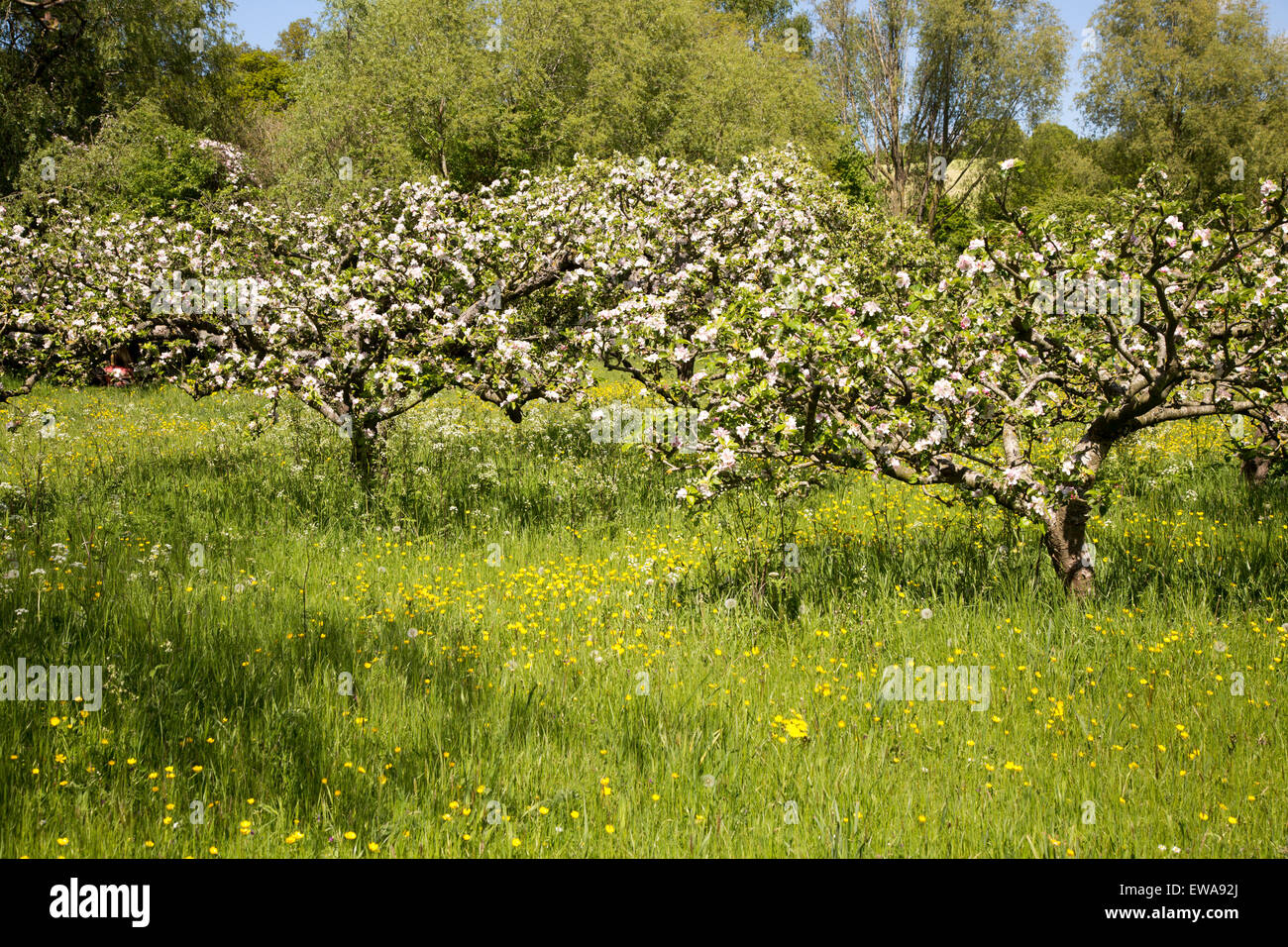 Apple trees uk sky High Resolution Stock Photography and Images Alamy