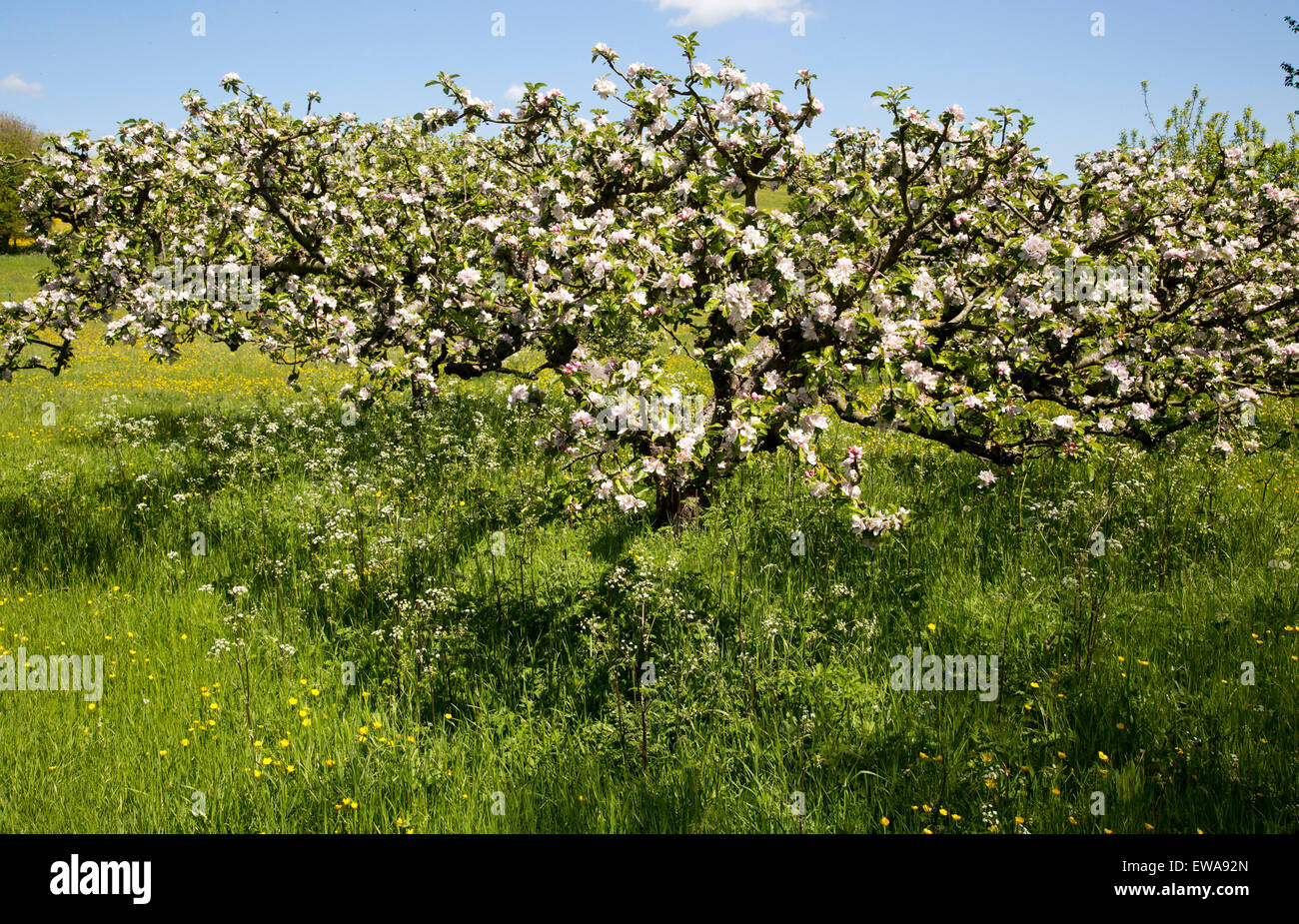 English spring orchard hi-res stock photography and images - Alamy