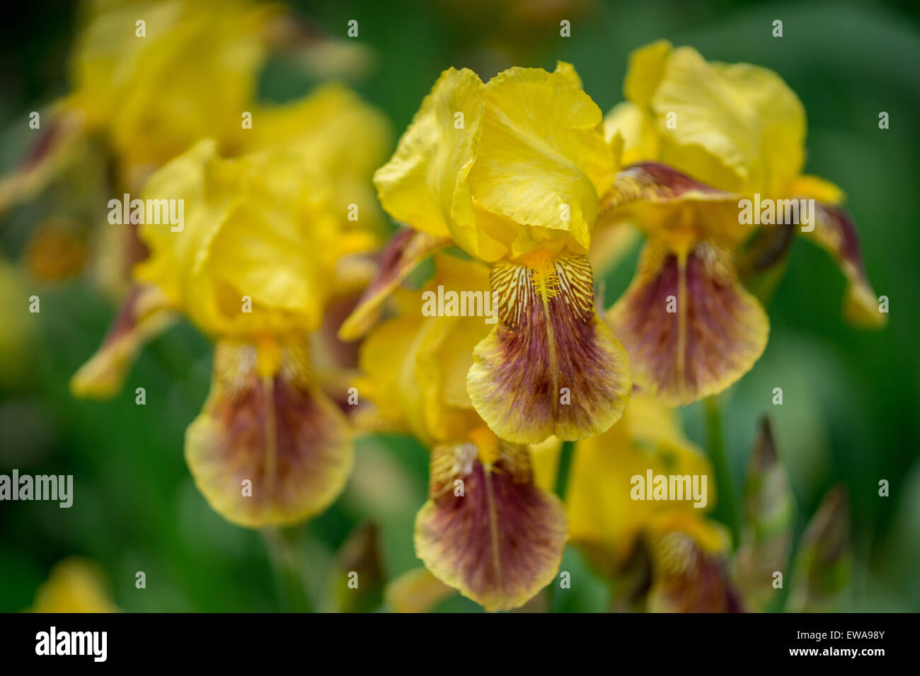 Yellow brown iris hires stock photography and images Alamy