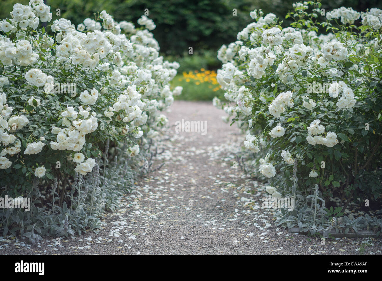 Pathway bordered with bushes of blooming white roses Stock Photo