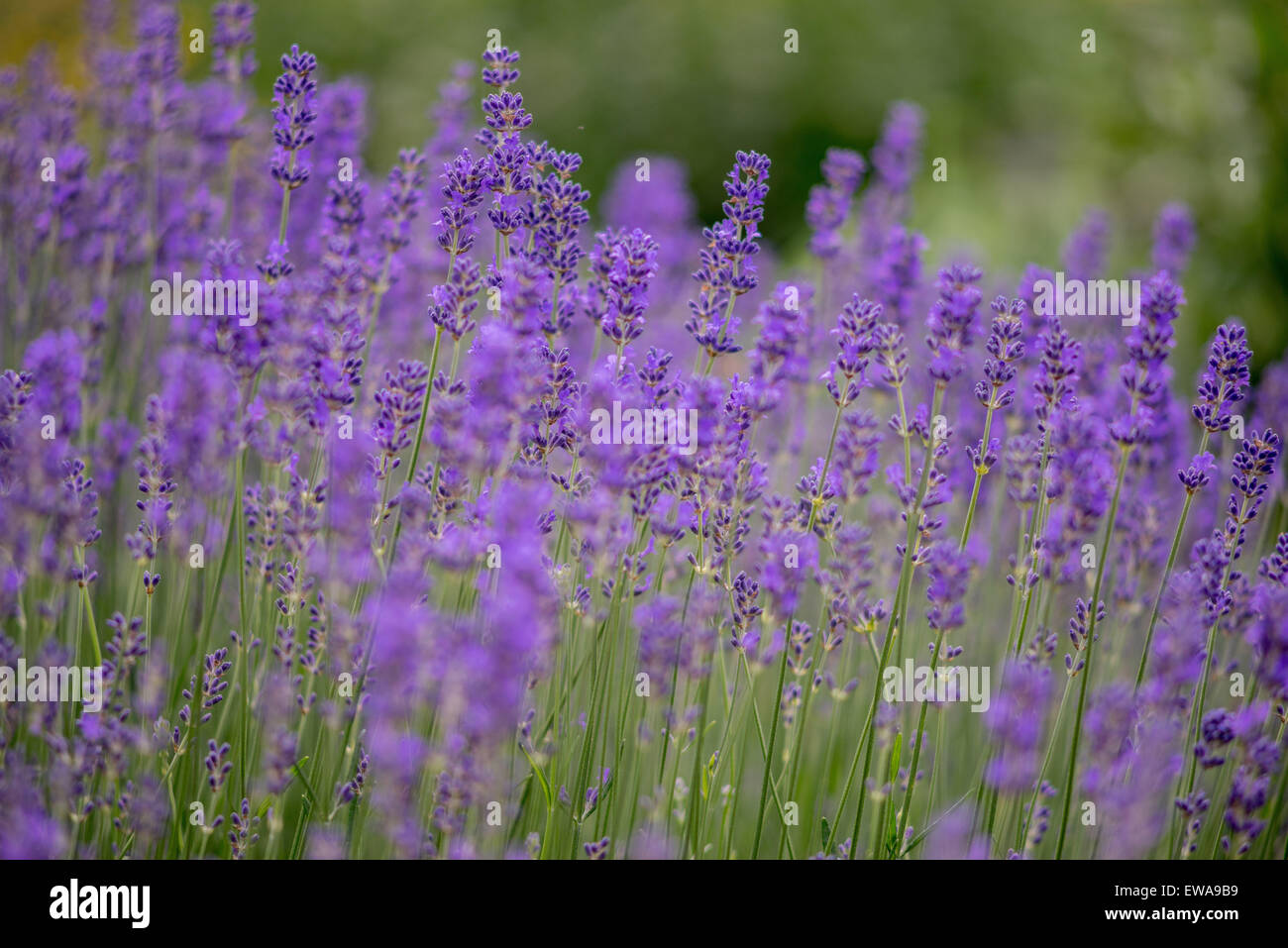 Lavender blossom close up Lavandula angustifolia Stock Photo