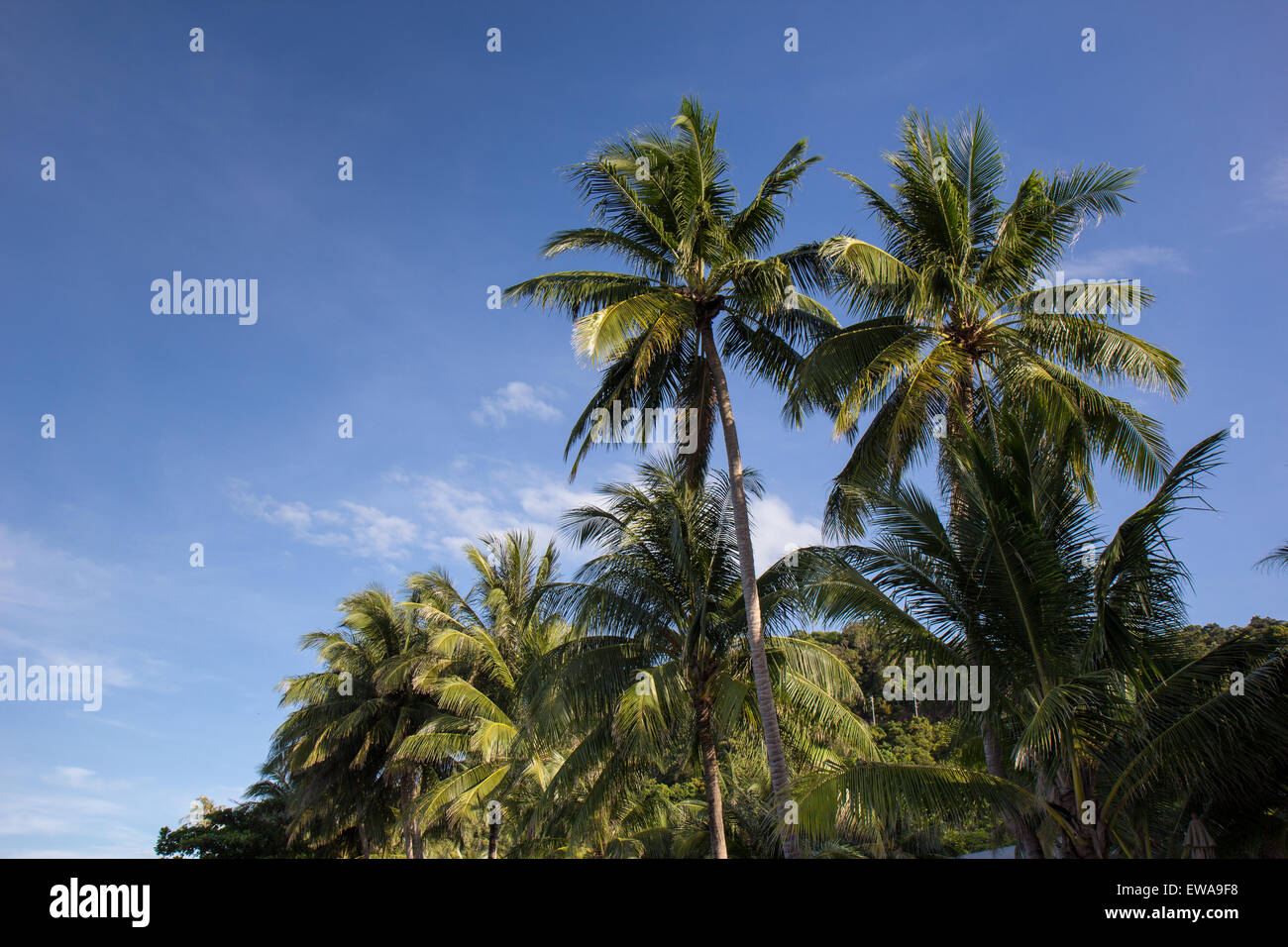 Coconut trees over sea hi-res stock photography and images - Alamy