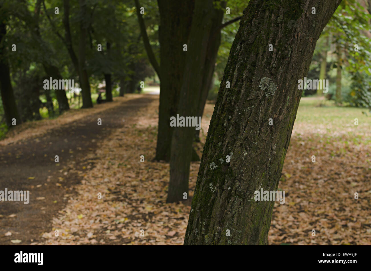 Green grass sunny day hi-res stock photography and images - Alamy
