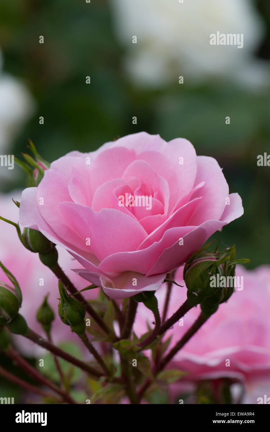 Flower Carpet Pink standard rose Stock Photo Alamy