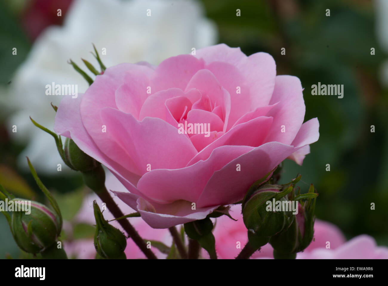 Flower Carpet Pink standard rose Stock Photo Alamy
