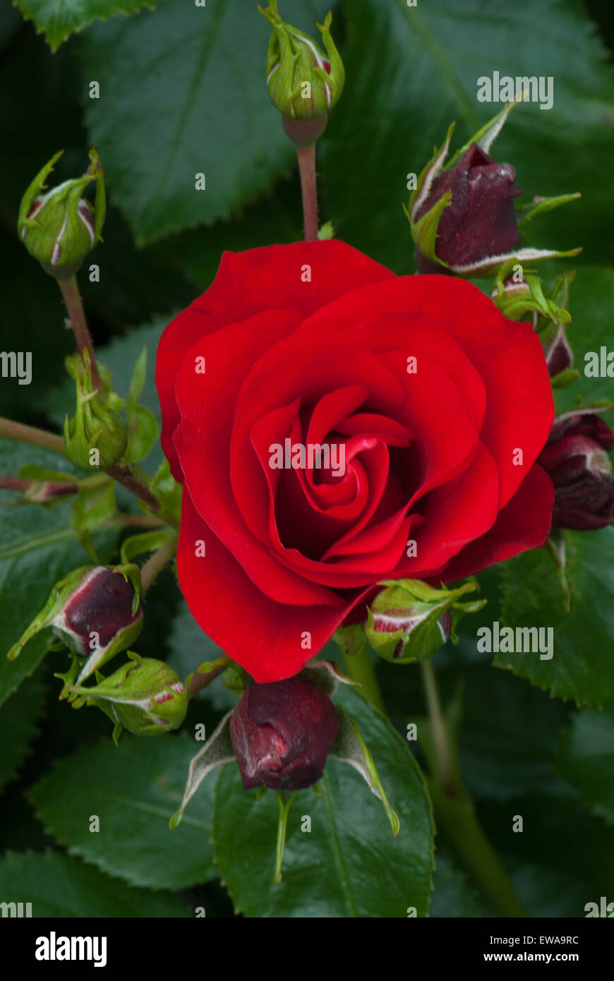 Box hedging and roses hires stock photography and images Alamy
