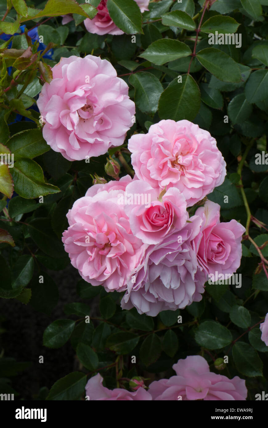 Flower Carpet Pink standard rose Stock Photo Alamy