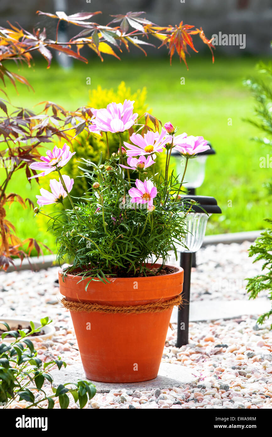 Cosmos Flower in pot, in garden Stock Photo - Alamy