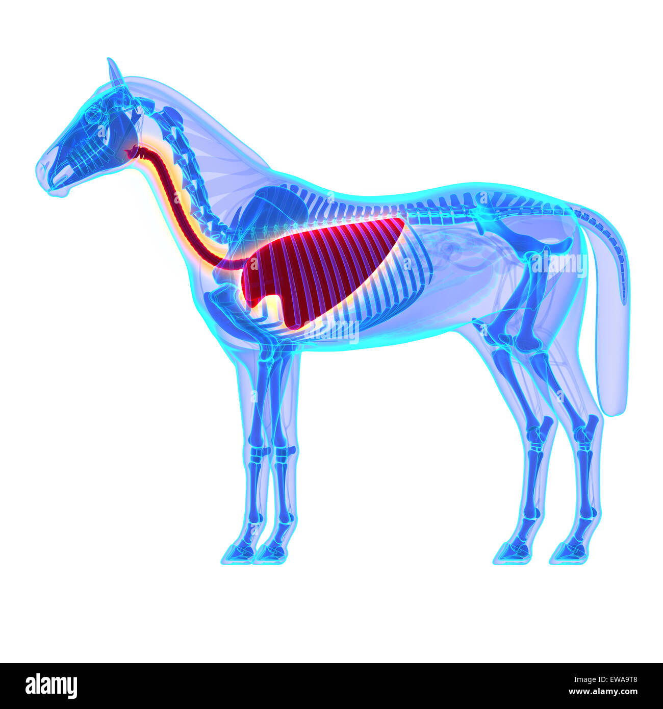 Horse Thorax Horse Equus Anatomy isolated on white Stock Photo Alamy