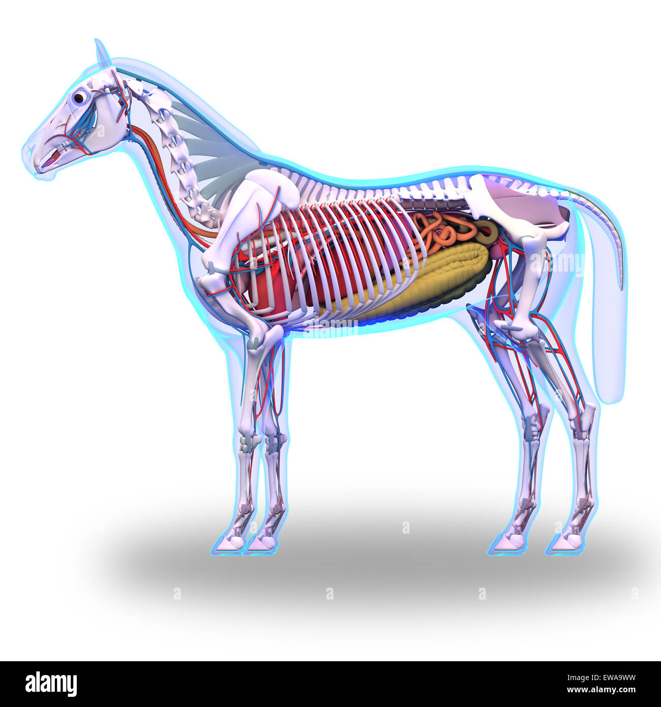 horse anatomy front view