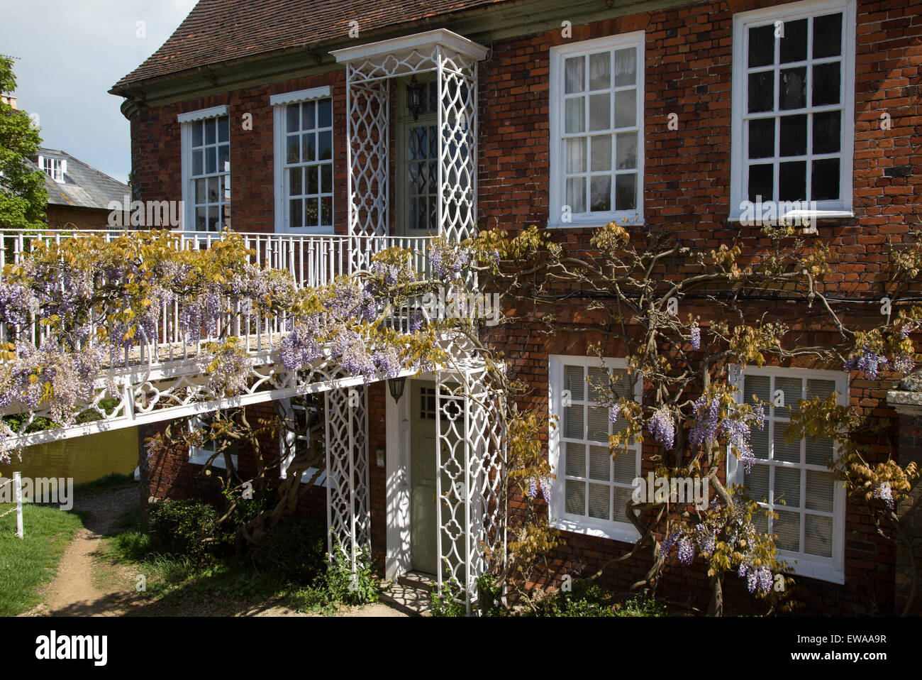 Wisteria plant in flower in garden of historic private home, Hungerford, Berkshire, England, UK Stock Photo