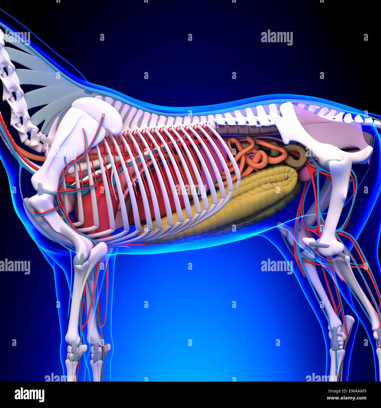 Horse Anatomy Internal Anatomy of Horse Closeup Stock Photo Alamy