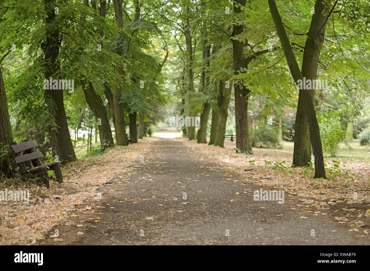Green sunny park hi-res stock photography and images - Alamy