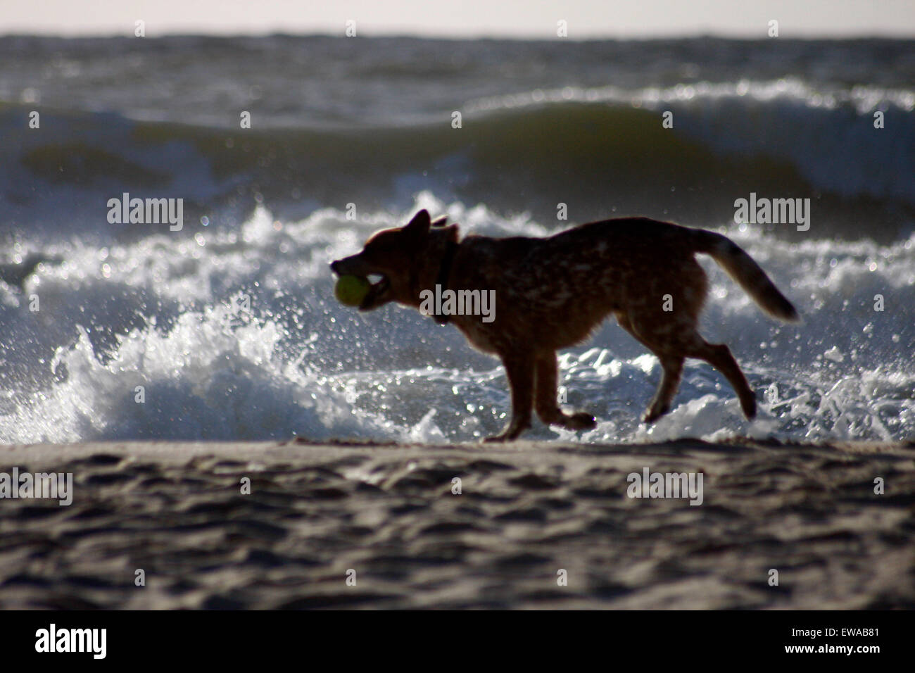 Hund, die heranrollende Nordsee, Sylt . Stock Photo