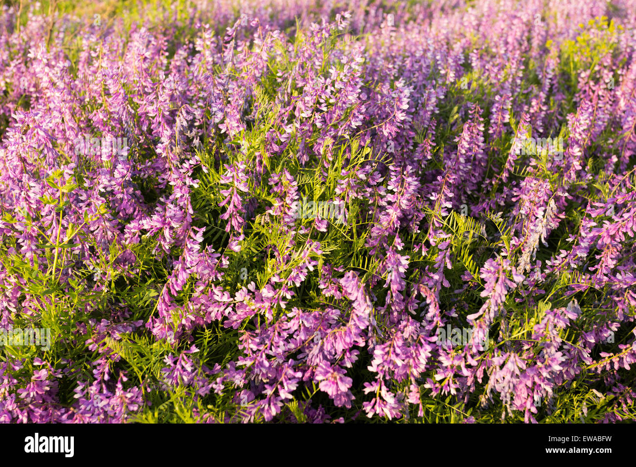 Purple flowers in the meadow Stock Photo - Alamy