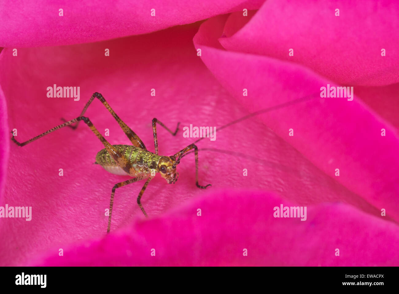 Macro. Small cricket insect, pretty in pink rose. Stock Photo