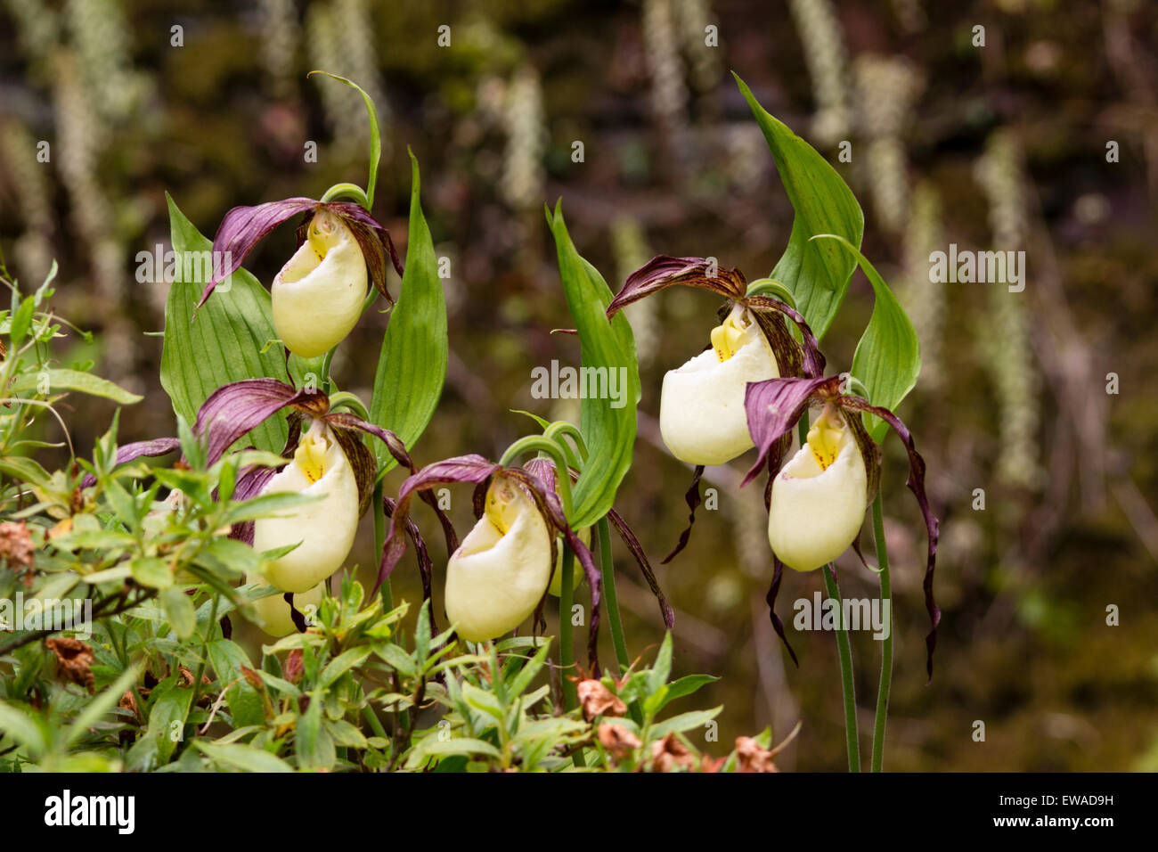 Exotic brown and white pouched blooms of the Lady's slipper orchid, Cypripedium kentuckiense Stock Photo