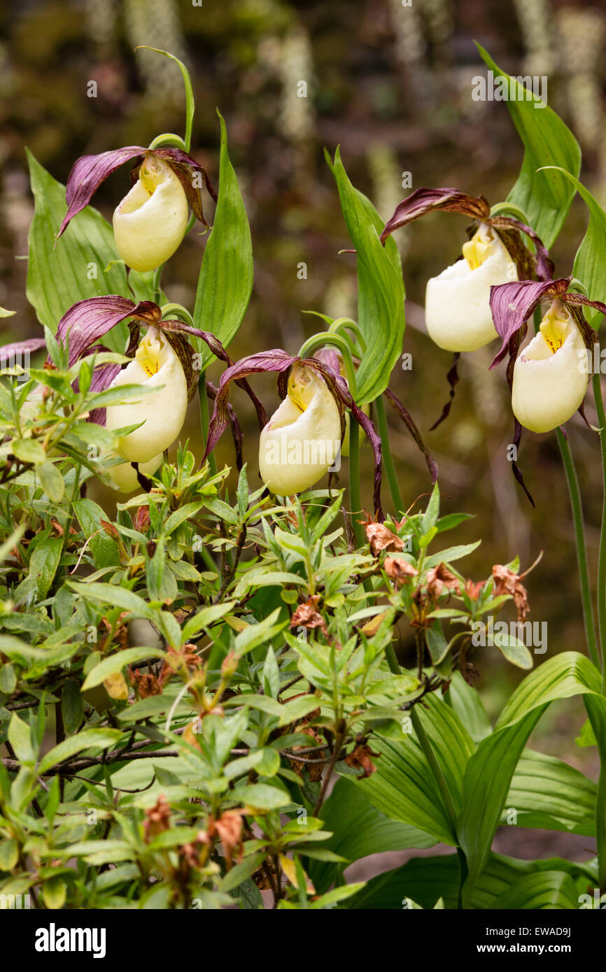 Exotic brown and white pouched blooms of the Lady's slipper orchid, Cypripedium kentuckiense Stock Photo