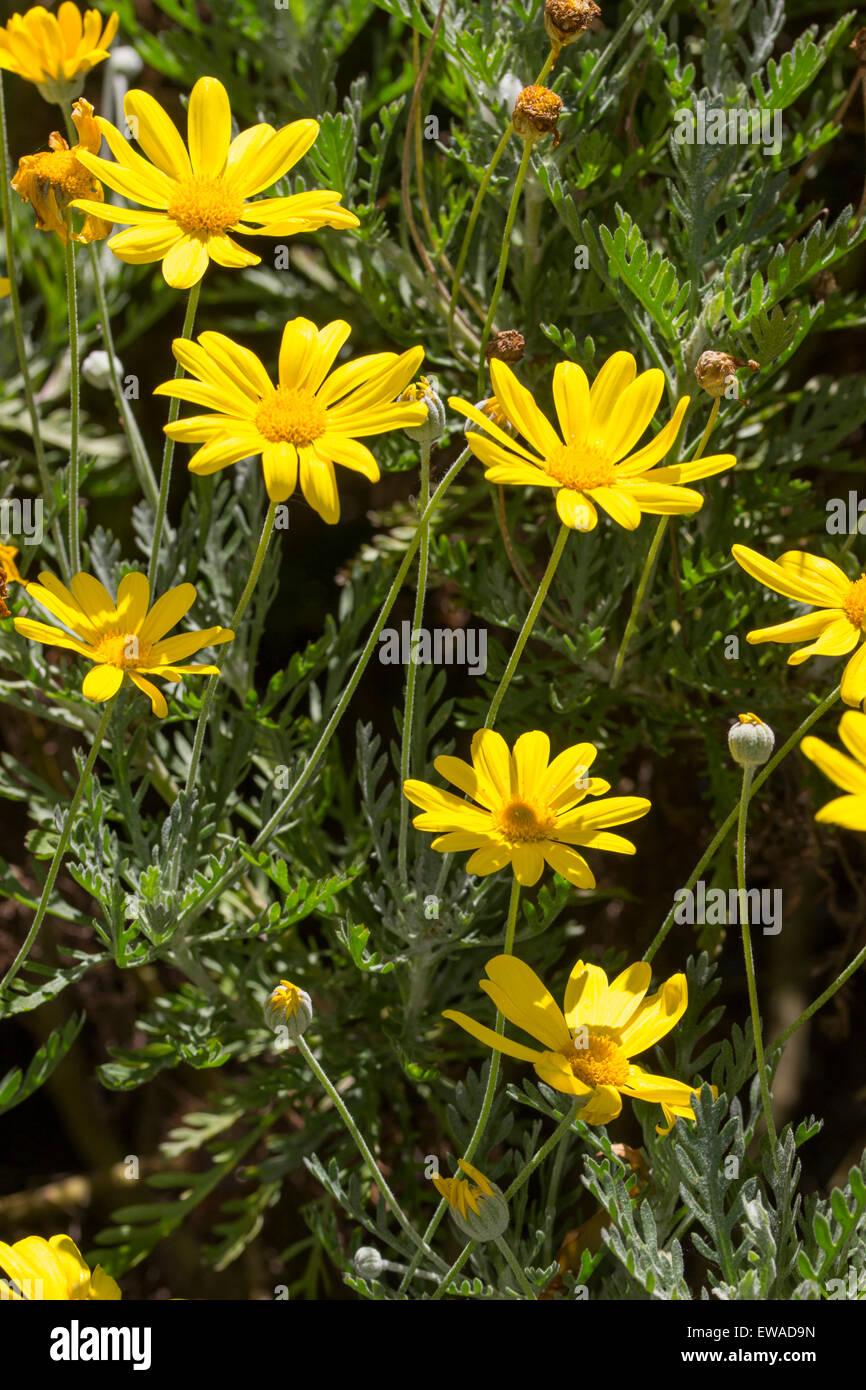 Bright yellow daisies of the sun loving, half-hardy South African Euryops pectinatus Stock Photo