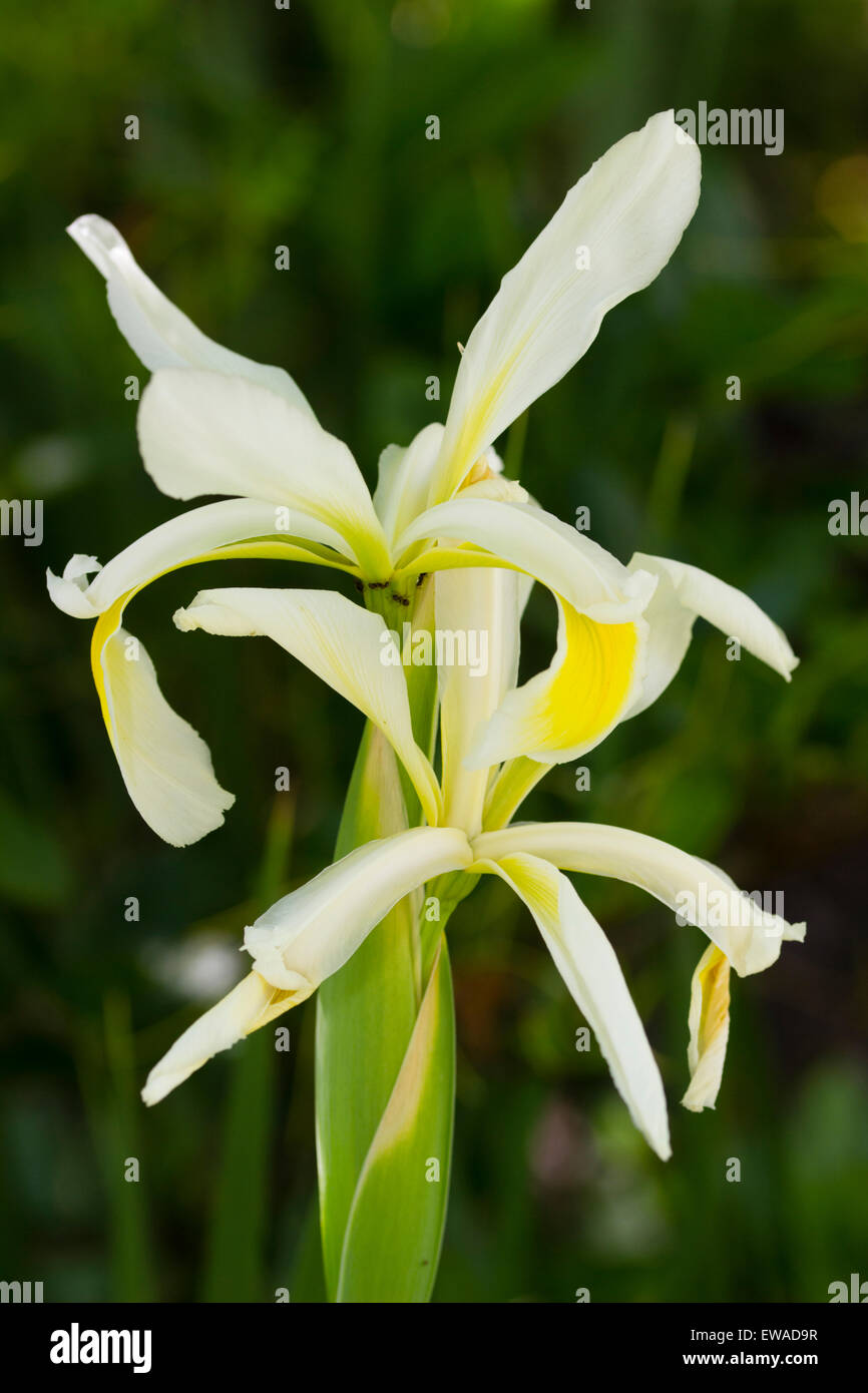 Flowers of the tall, elegant, June flowering Iris orientalis Stock Photo