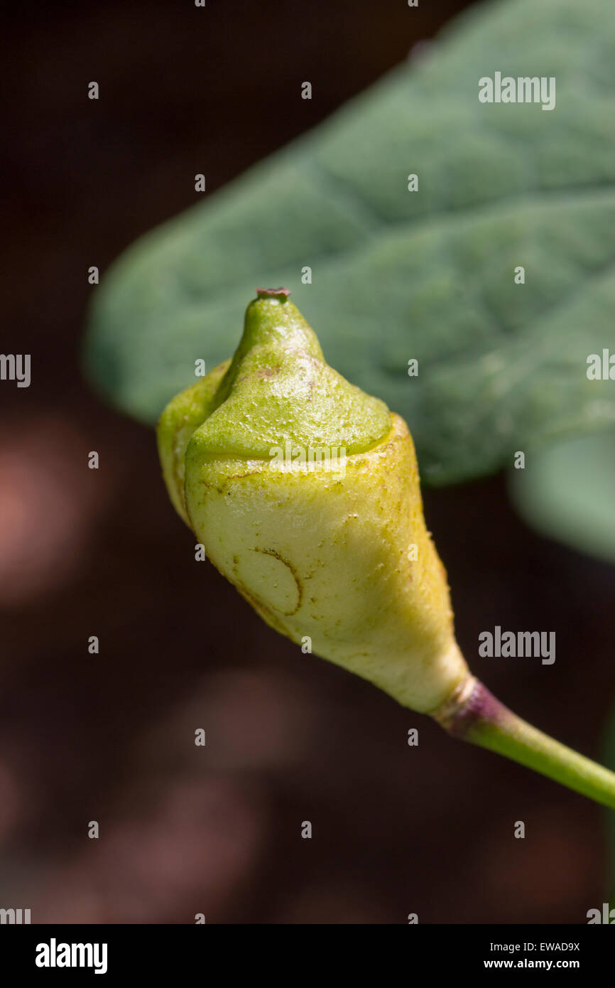 Seed pod of the shade tolerant woodlander, the twinleaf, Jeffersonia diphylla Stock Photo