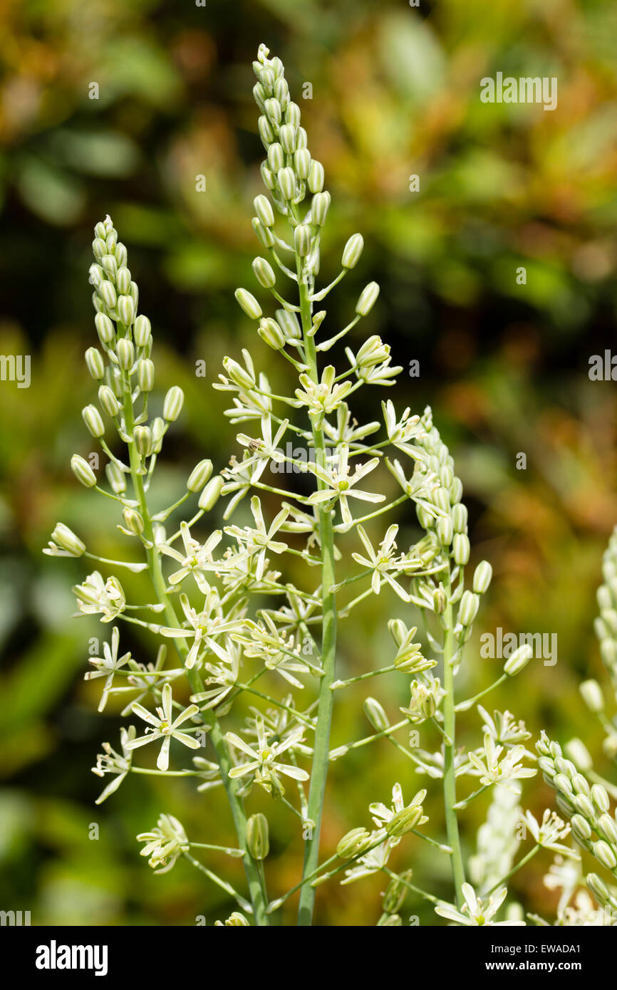 Flowers on the edible stems of the UK native Ornithogalum pyrenaicum Stock Photo