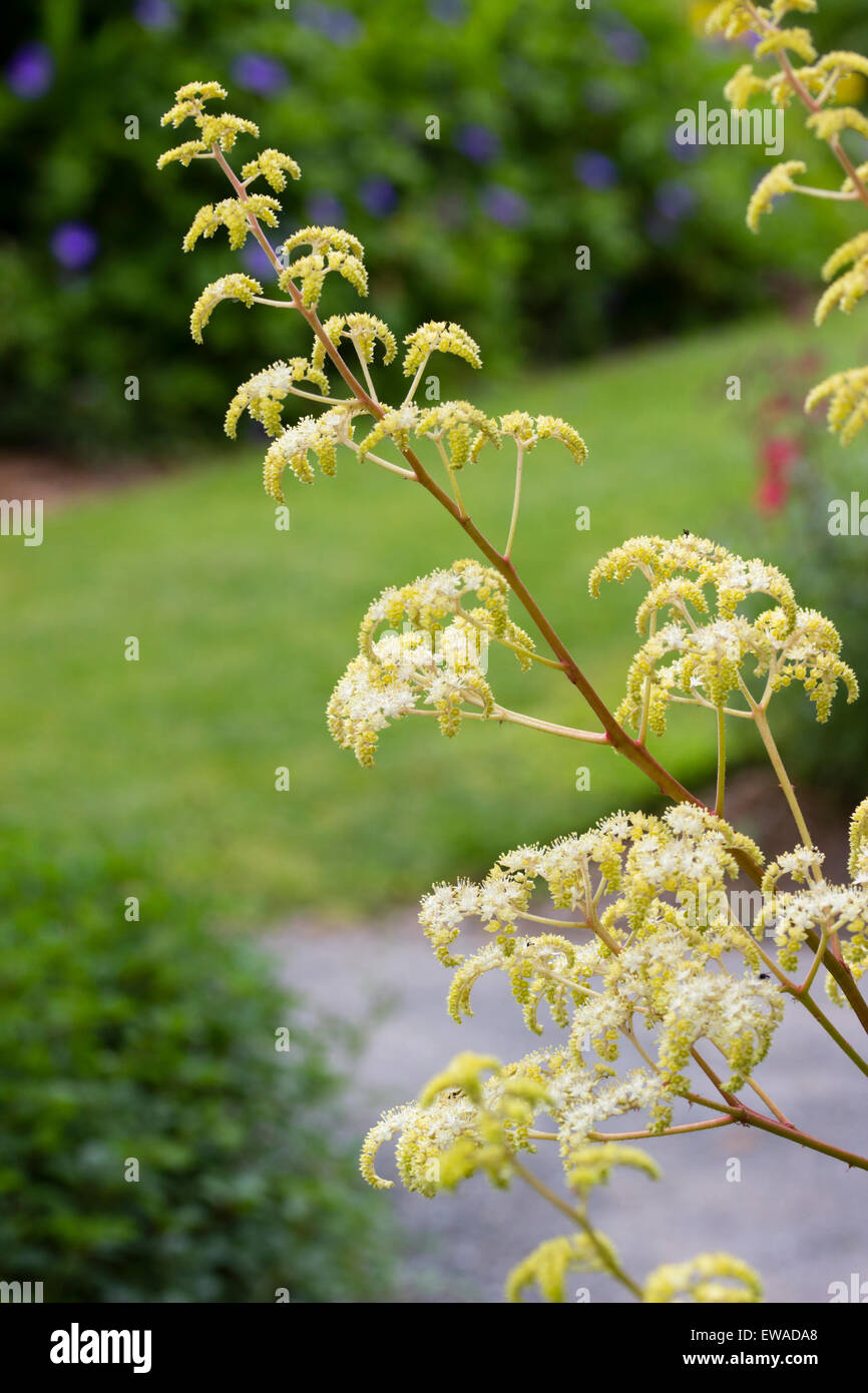 Airy lemon flower spikes of Rodgersia pinnata 'Elegans' Stock Photo