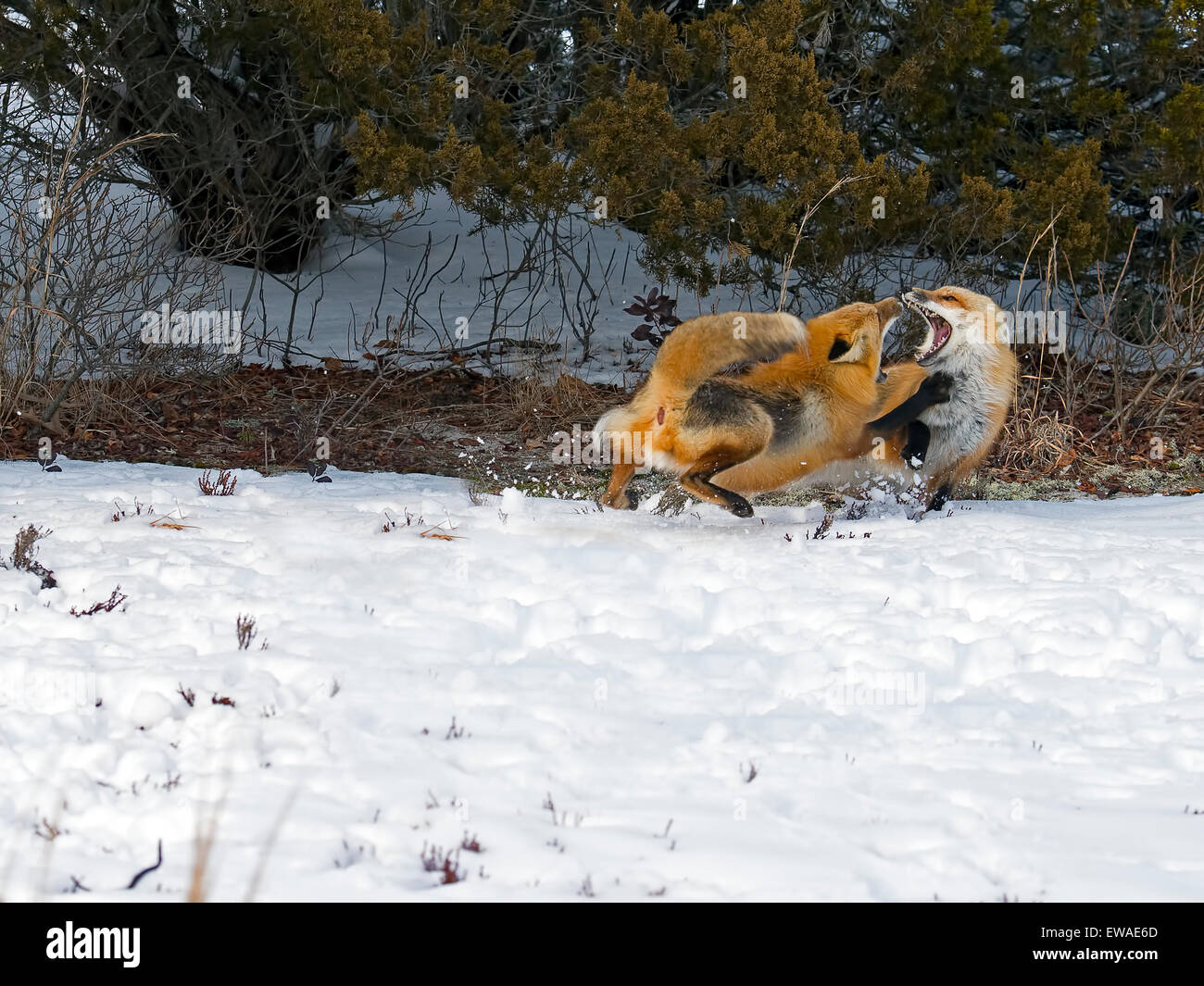 Red Foxes facing off in Snow. Stock Photo