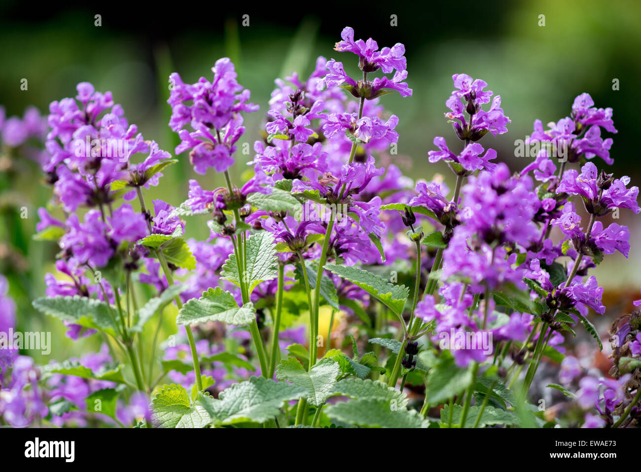 Stachys macrantha Superba purple flowers close up Stock Photo