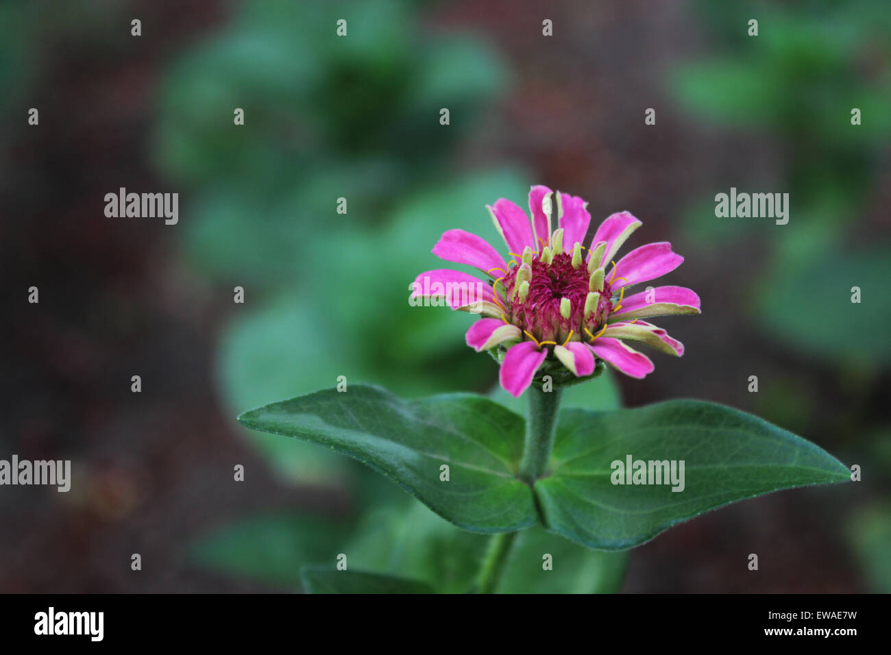 Purple zinnia Stock Photo Alamy
