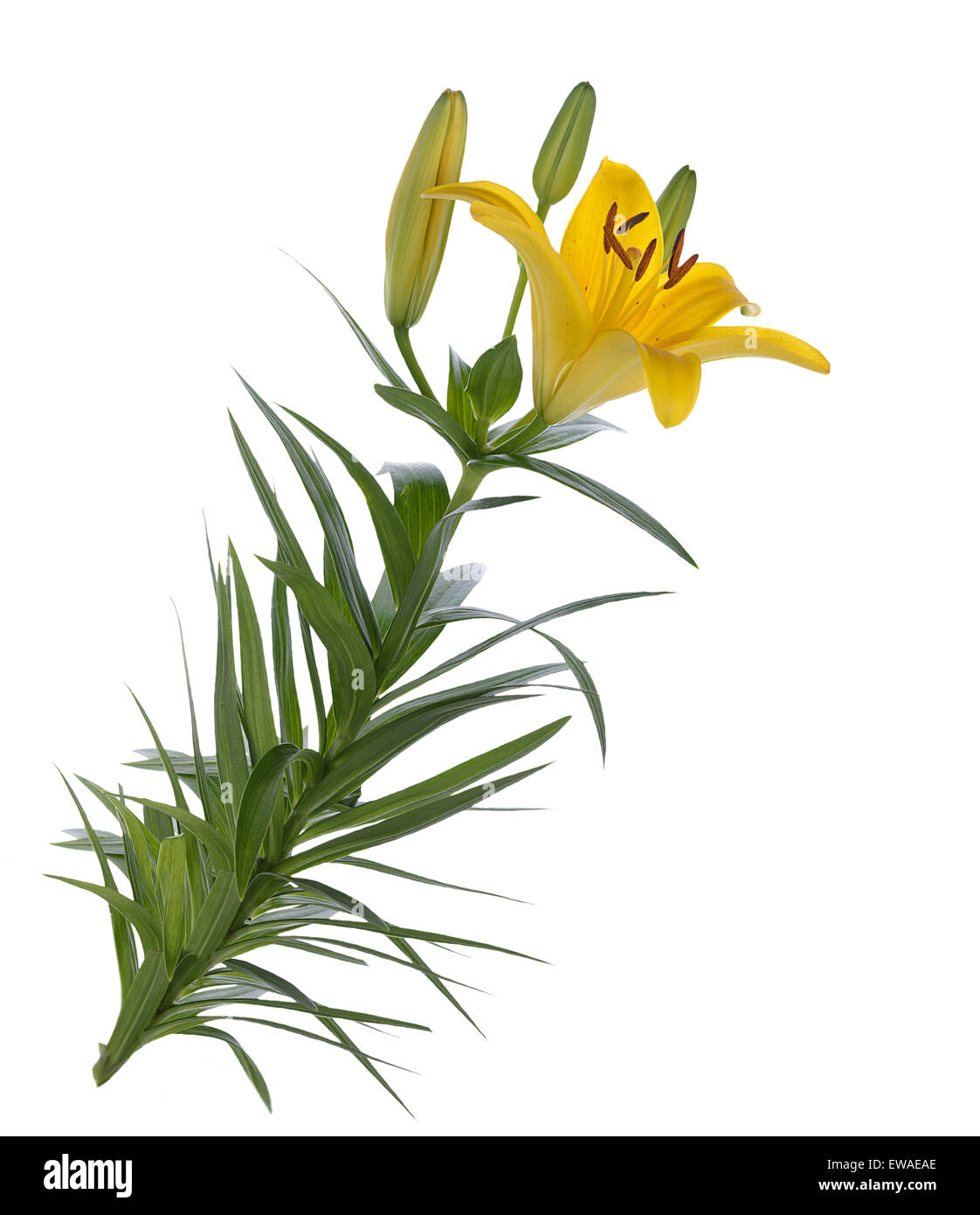 Yellow Lily Flowers Isolated On White Background Stock Photo - Alamy