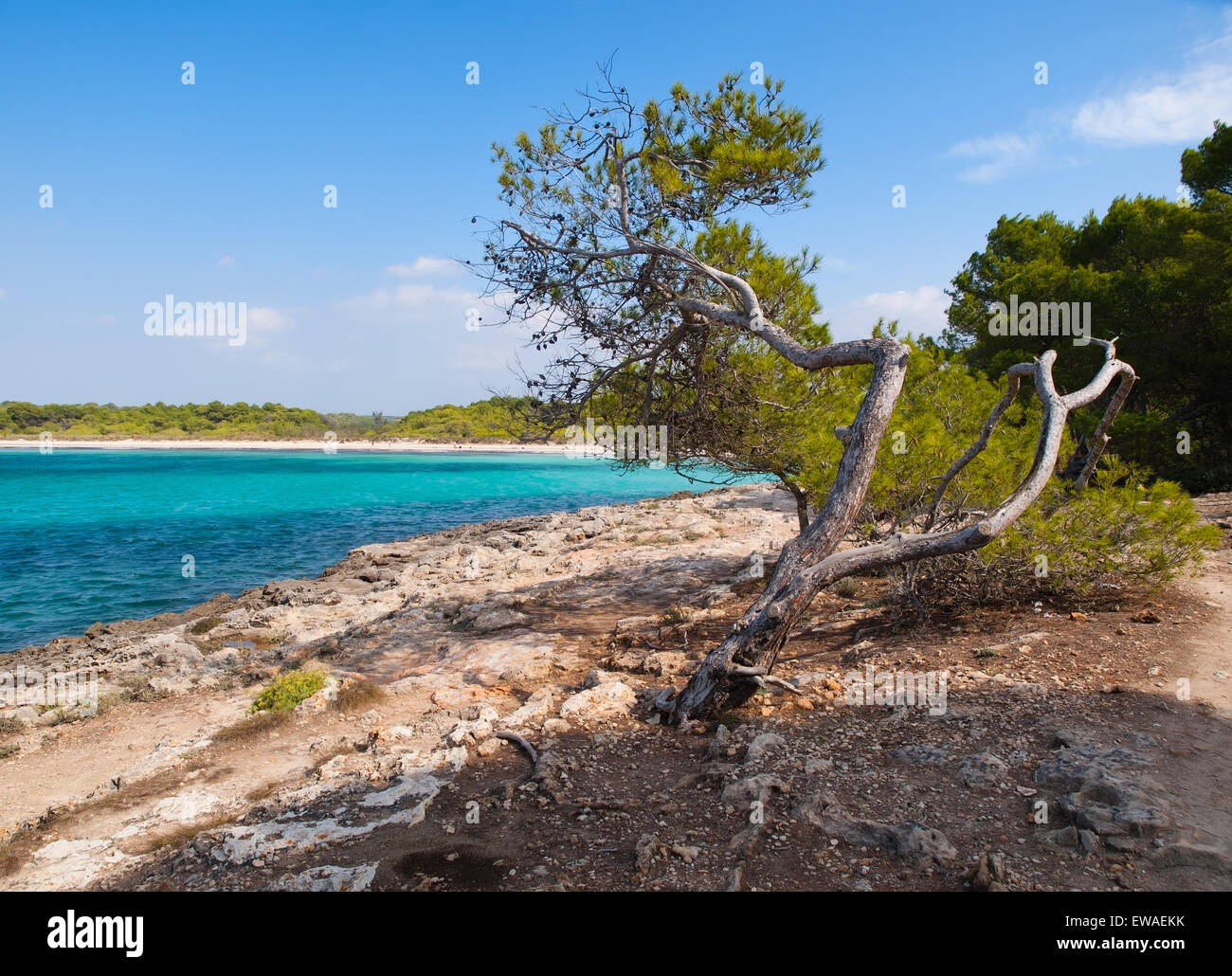 Cavals hi-res stock photography and images - Alamy