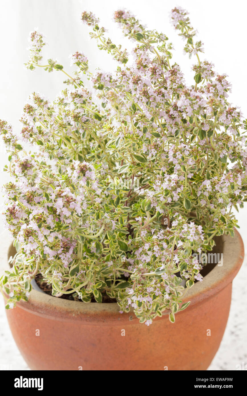 Common Thyme (Thymus vulgaris) plant in clay plant pot Stock Photo