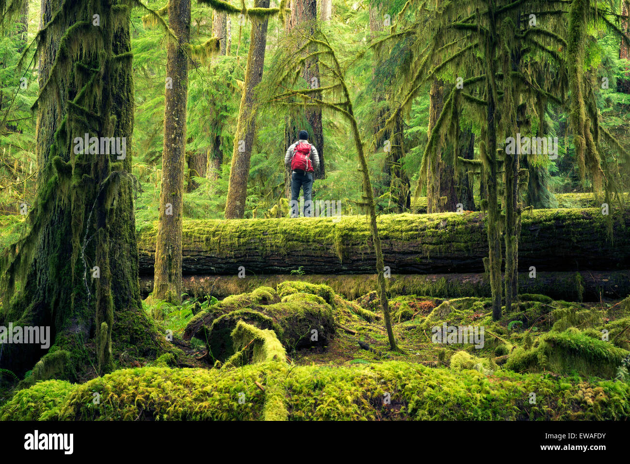 Hiker on log. Opal Creek Wilderness, Oregon Stock Photo
