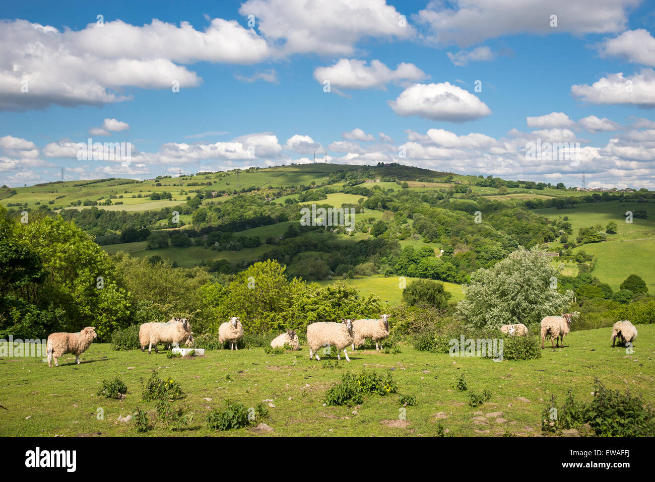 English countryside on a sunny day in June. Sheep on a green hillside