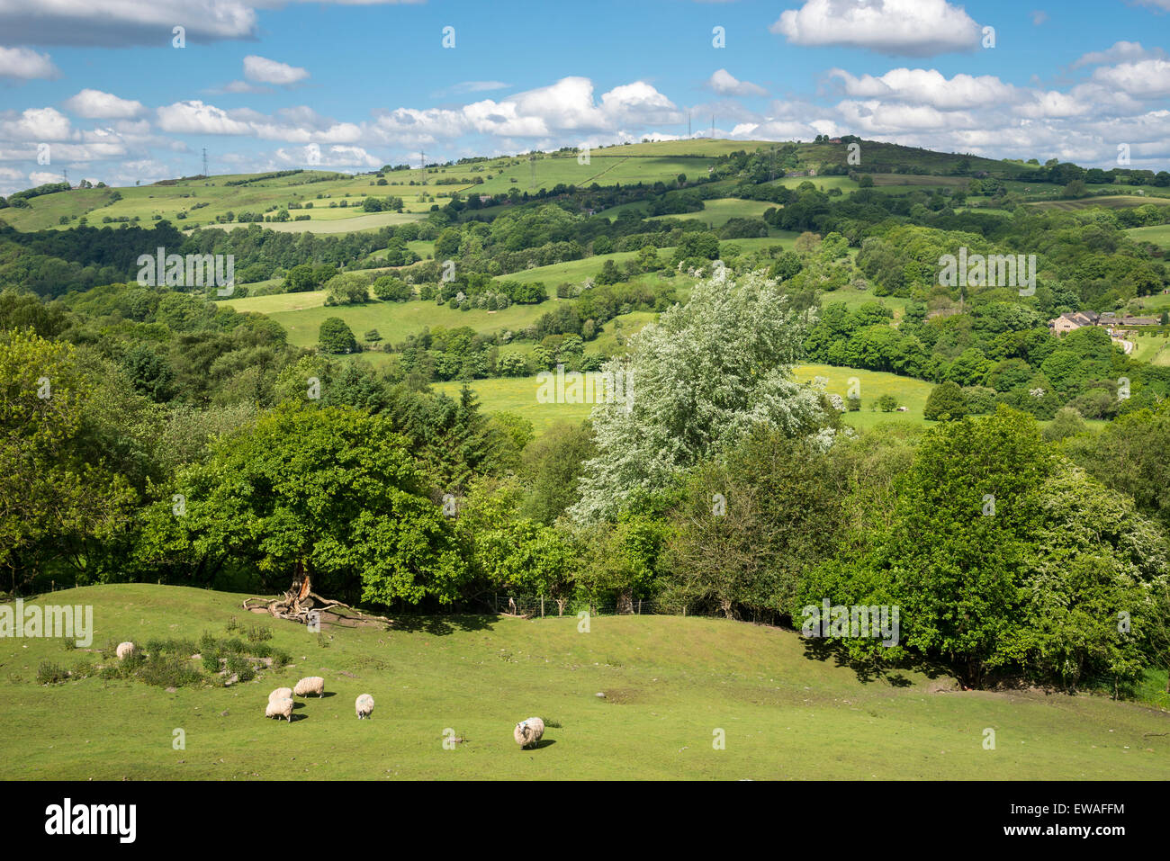 English countryside on a sunny day in June. View over the trees to fields below Werneth Low in Greater Manchester. Stock Photo