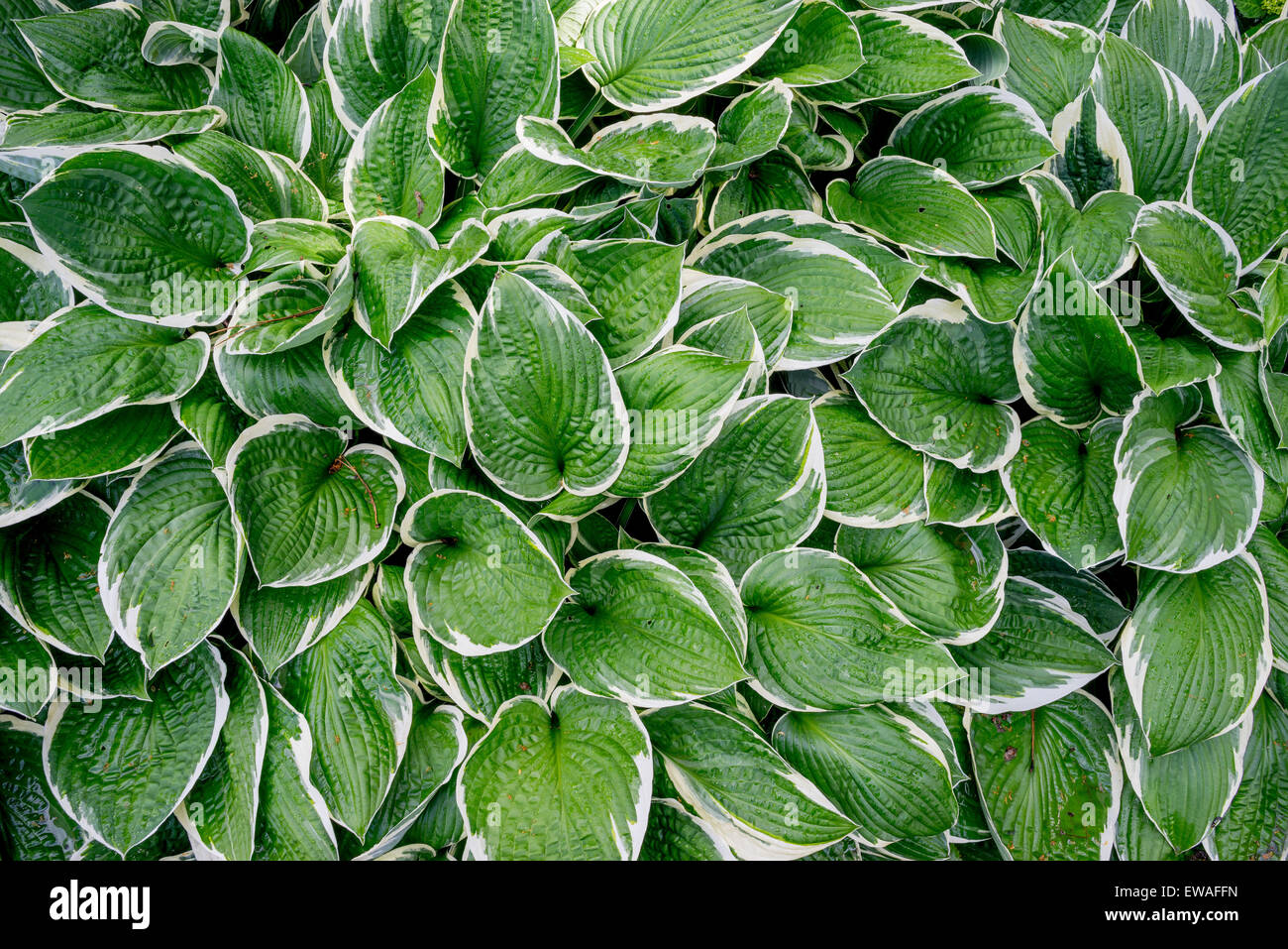 Rich green white bordered hosta leaves with raindrops on them Stock Photo