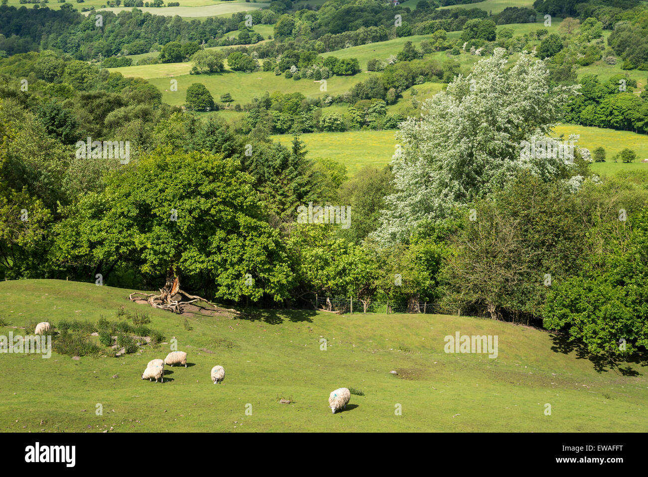 English countryside on a sunny day in June. View over the trees to fields below Werneth Low in Greater Manchester. Stock Photo