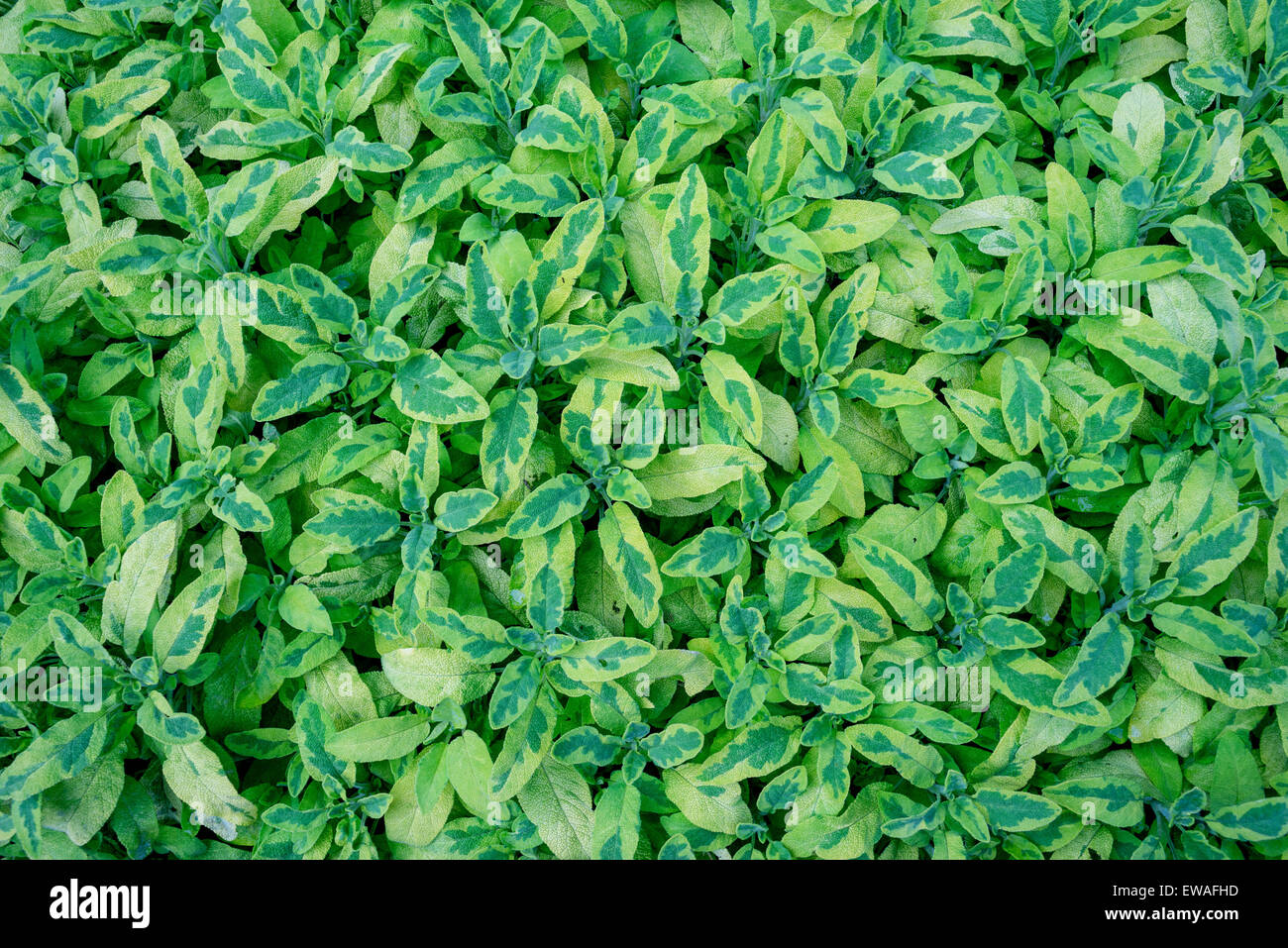 Sage Salvia officinalis icterina many rich leaves Stock Photo