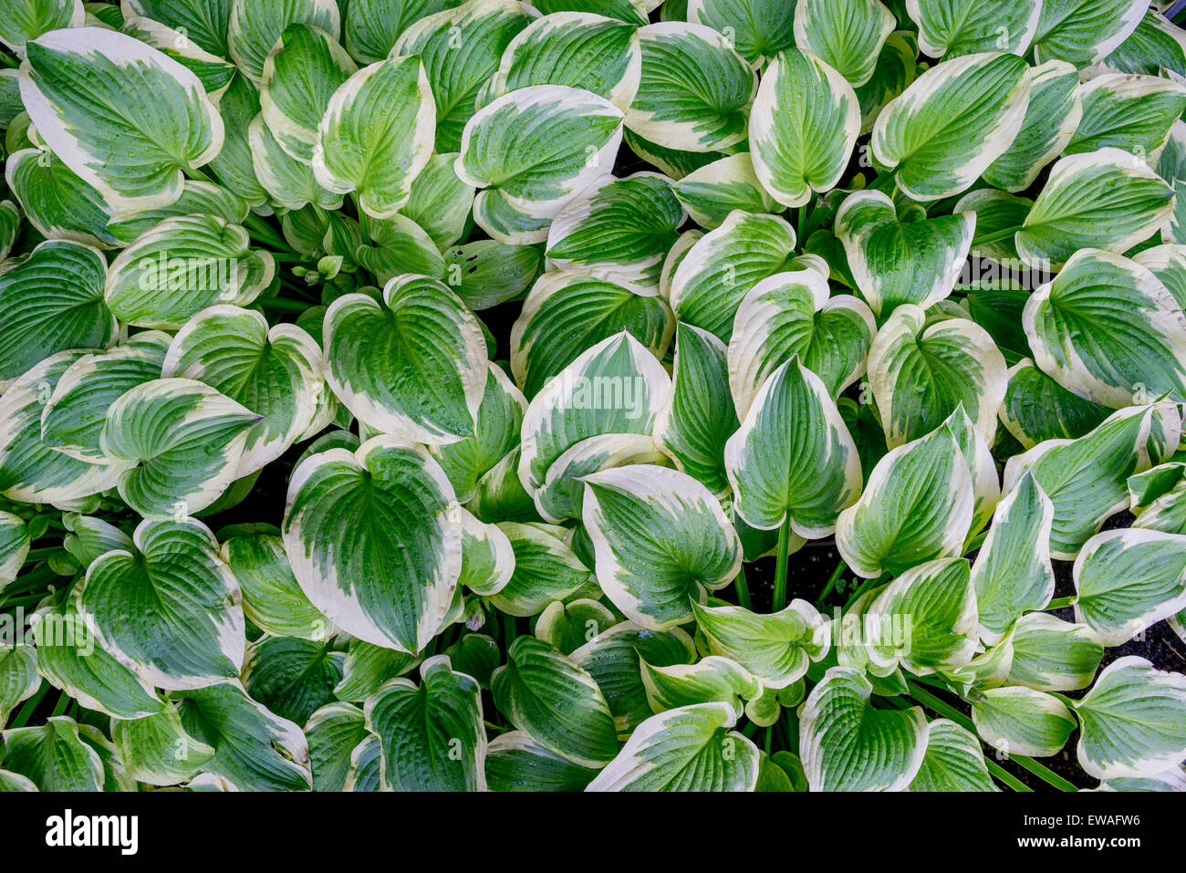 Rich green white bordered hosta leaves with raindrops on them Stock Photo