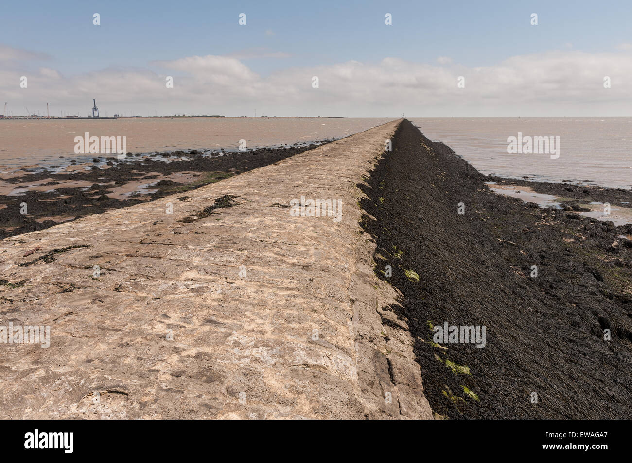 Long breakwater at Harwich with seaweed coated steep slopes dangerous risk of accidentally slipping falling into strong currents Stock Photo