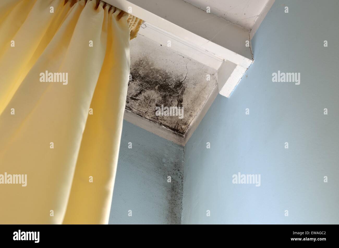 Mold In The Corner Of The White Ceiling And Blue Wall With Yellow