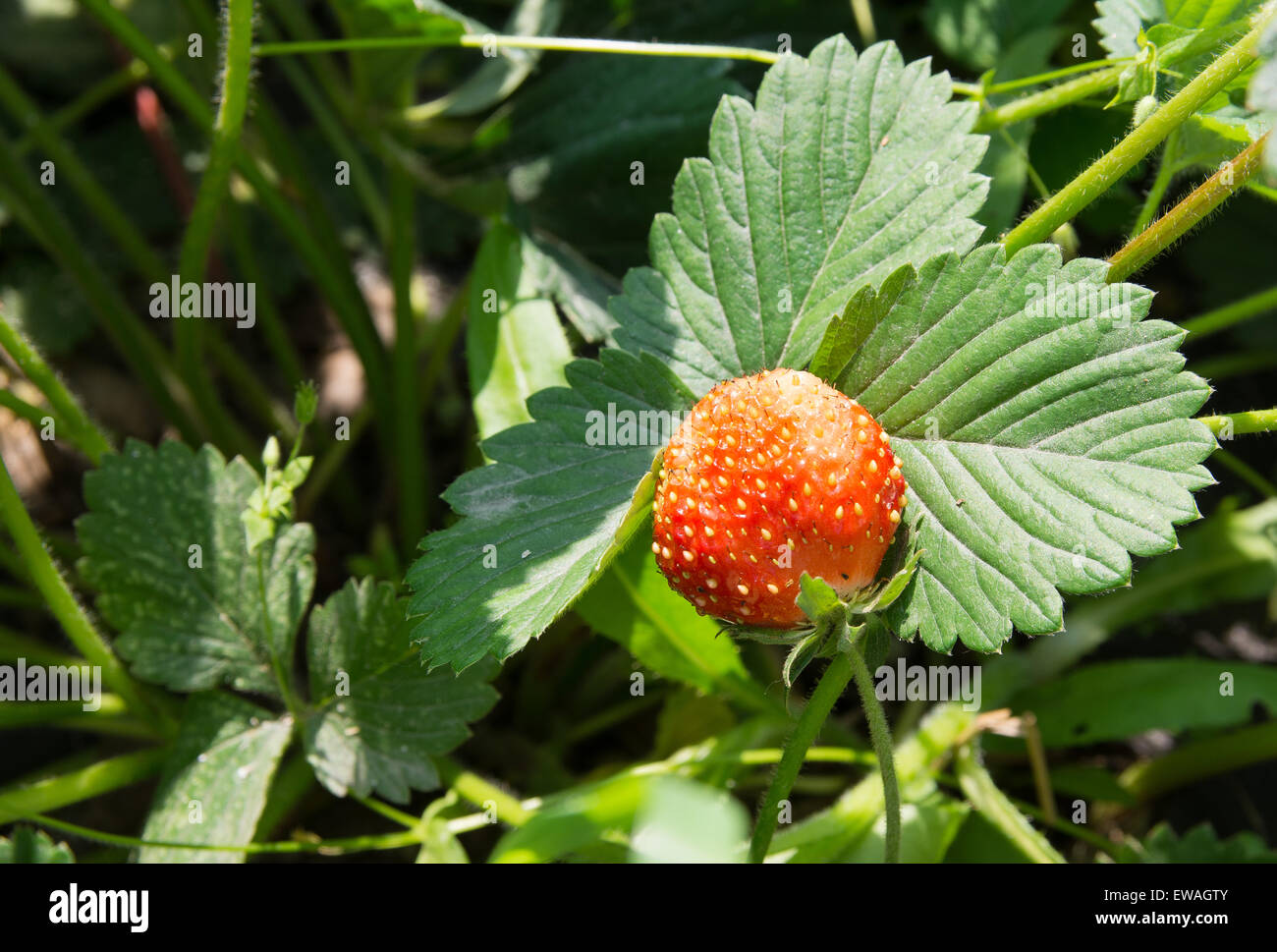 ripe red strawberry on a branch Stock Photo - Alamy