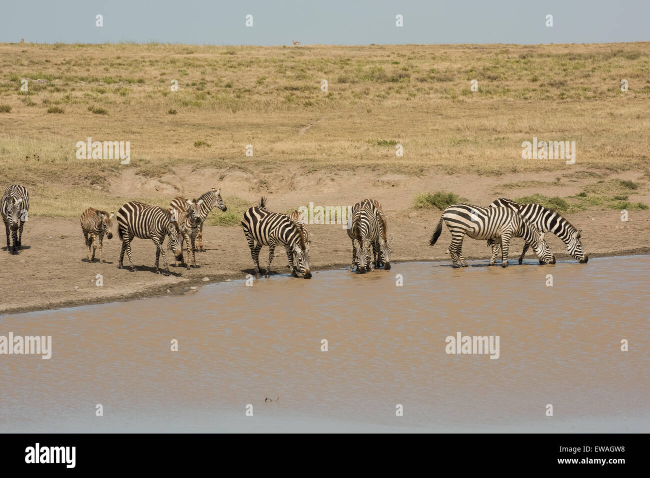 Zebras at watering hole, Serengeti National Park, Tanzania Stock Photo