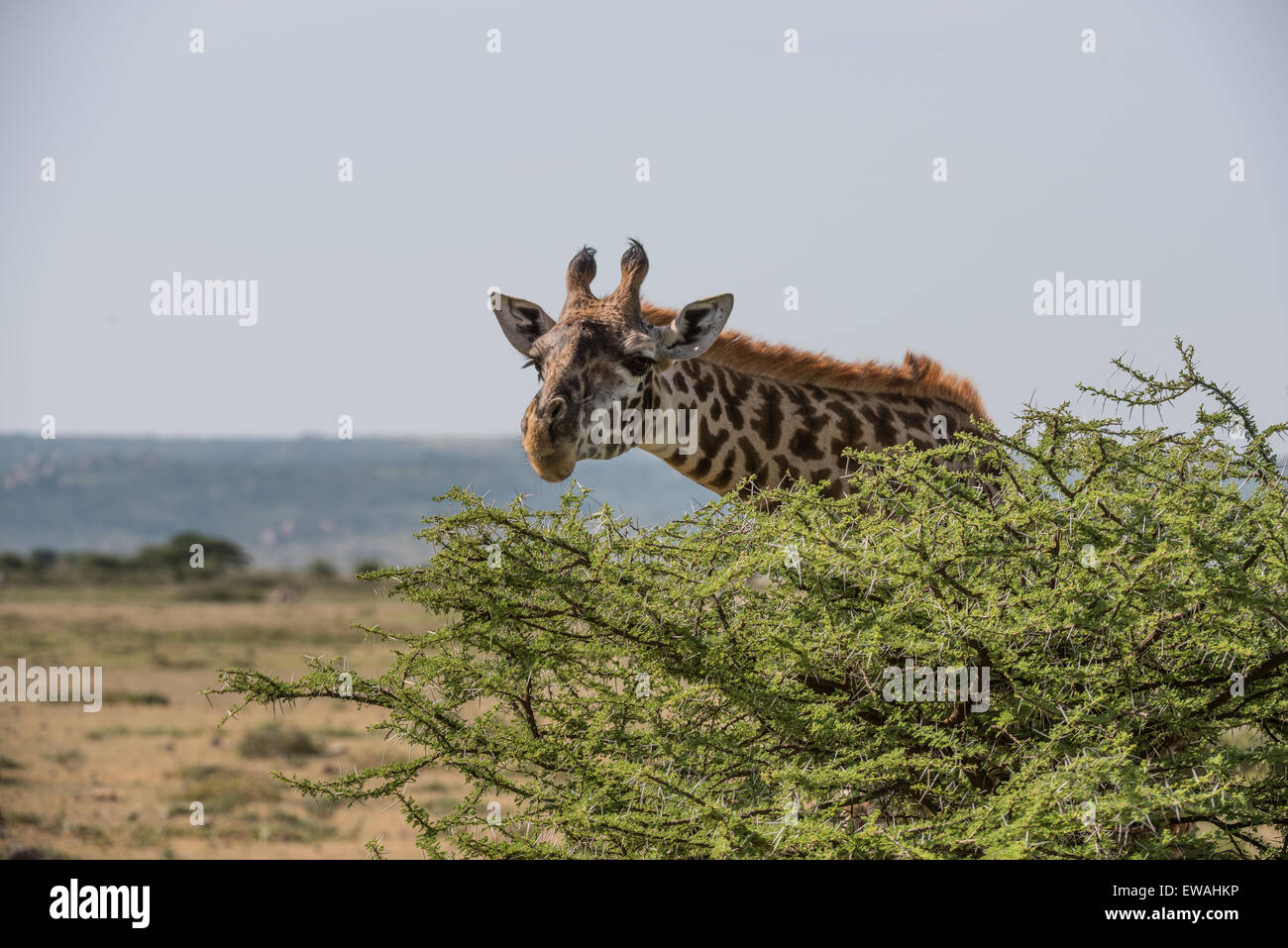 Masai giraffe peering over acacia tree, Tanzania. Stock Photo