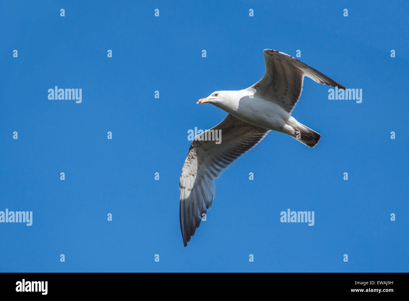 Descending seagull on blue sky background Stock Photo