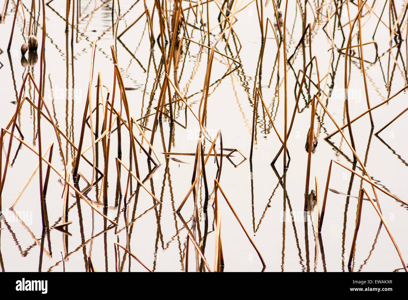 The famous tourist attraction, Genkyu-en garden in Hikone, Japan. Close up of brown reeds in still water with their reflections making abstract pattern. Stock Photo