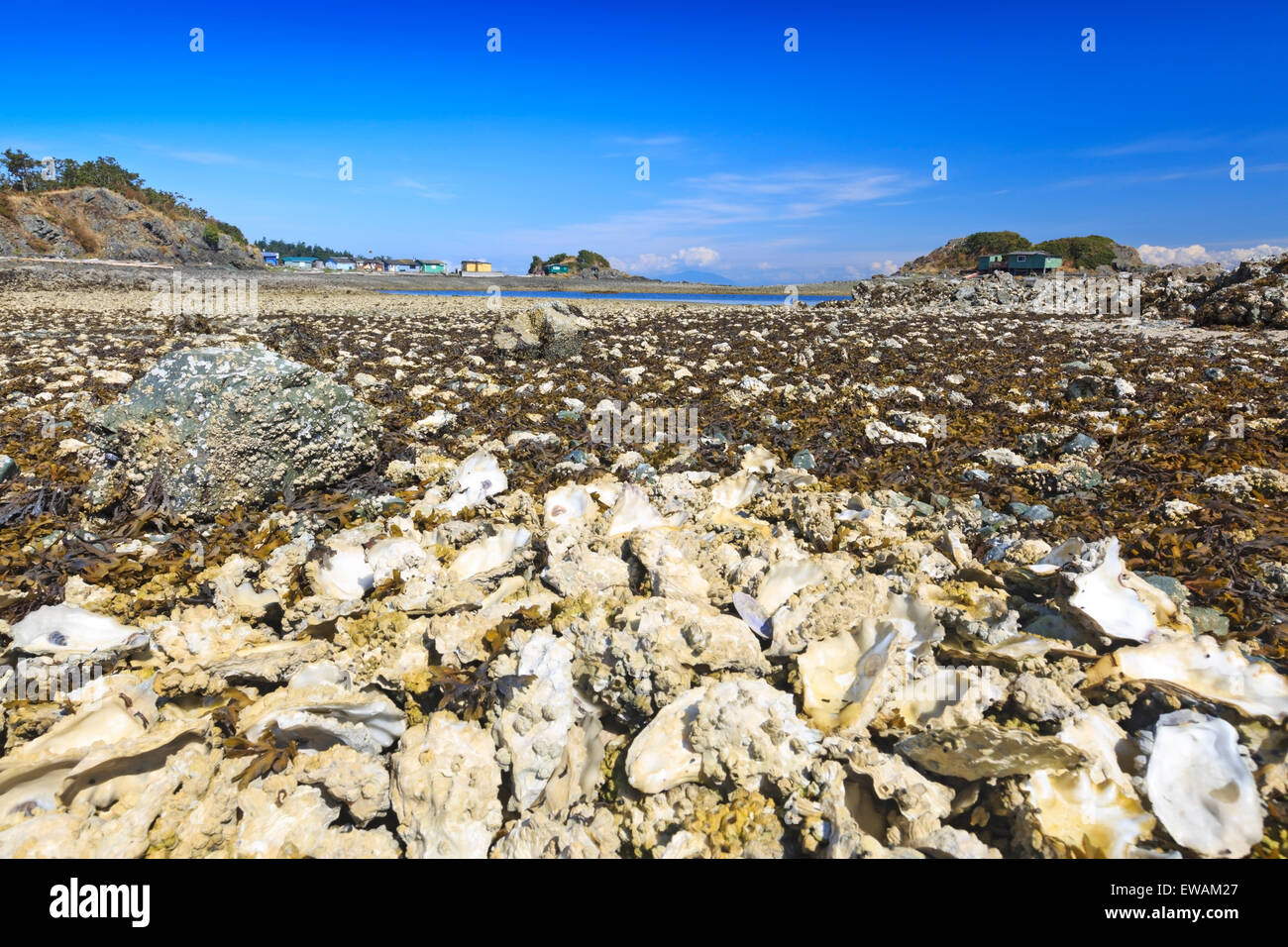 Mass of oyster beds on spit between Pipers Lagoon Park and Shack Island, Nanaimo, Vancouver Island, British Columbia Stock Photo