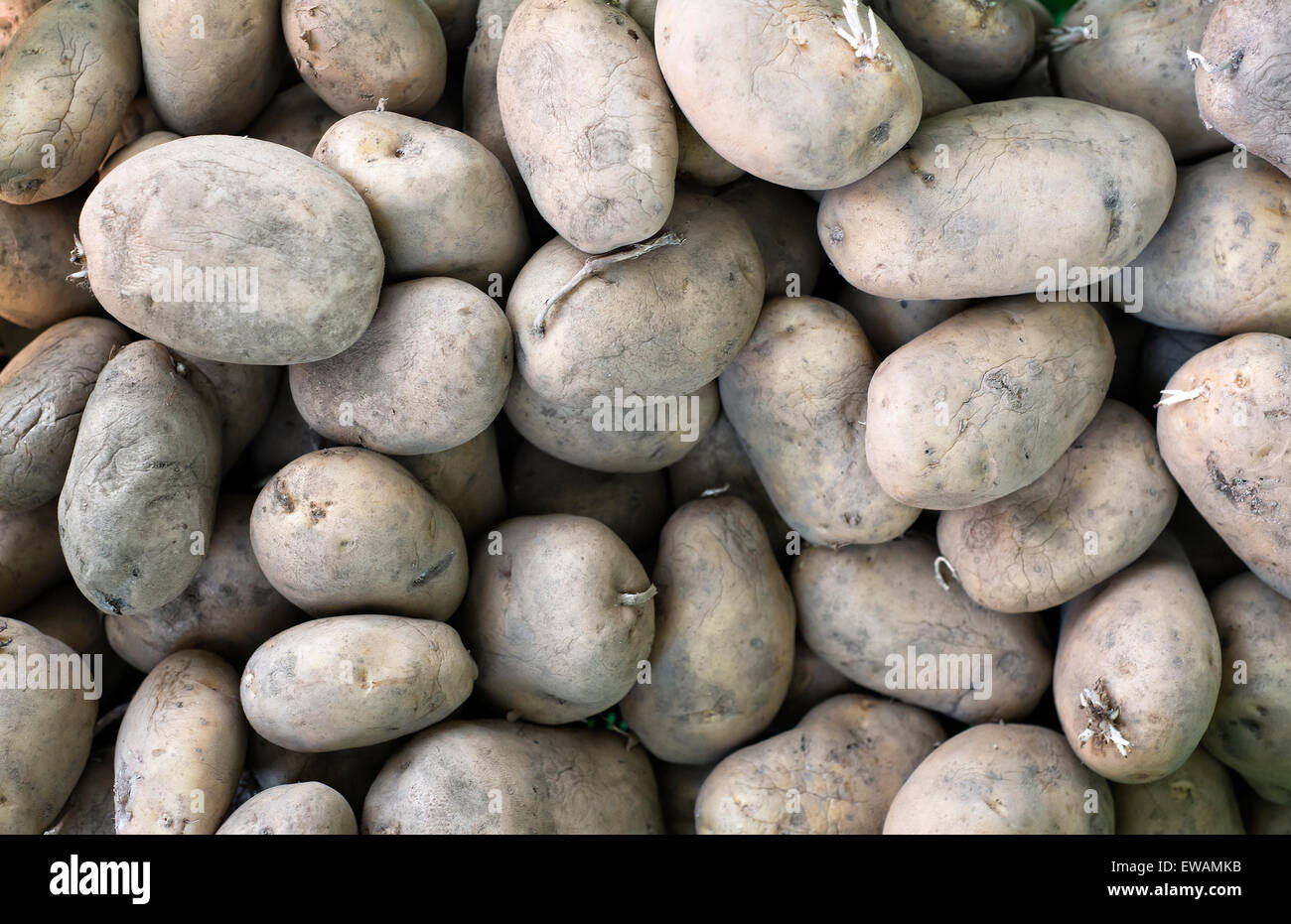 Raw potatoes background in horizontal composition Stock Photo